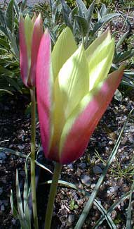 Lady Tulip