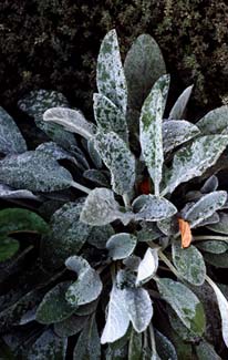 Lamb's Ear