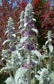 Lamb's Ear