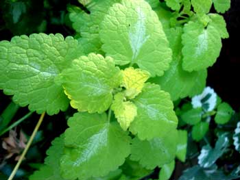 Golden Henbit