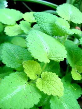 Golden Henbit