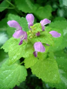 Golden Henbit