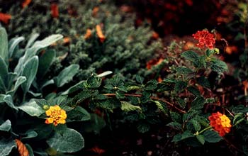 Lantana