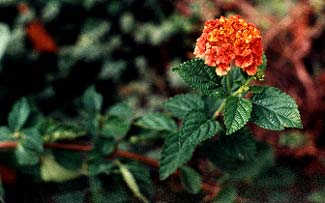 Lantana