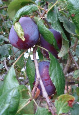 Italian Plum