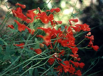 Dwarf Scarlet Larkspur