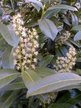 Bay Laurel