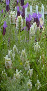 White Lavender