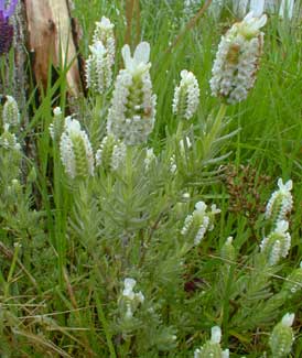 White Lavender