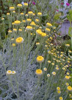 Lavender Cotton