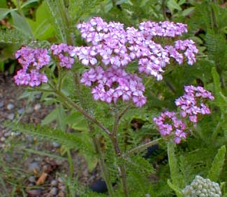 Yarrow