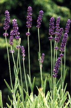 Hidcote Lavender