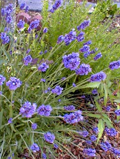 Hidcote Lavender