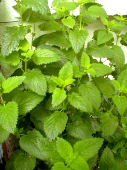 Lemon Balm