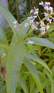 Lemon Verbena