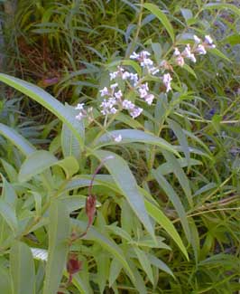 Lemon Verbena