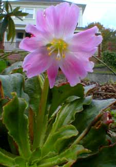 Howell's Lewisia