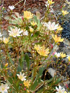 Orange Lewisia