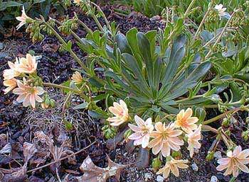 Orange Lewisia