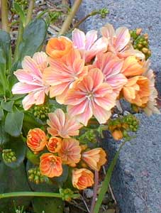  Lewisia