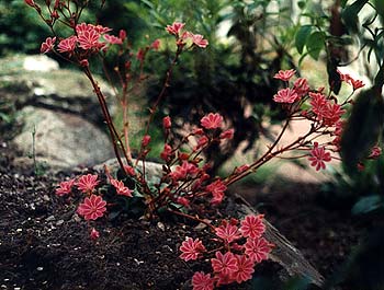 Siskiyou Lewisia