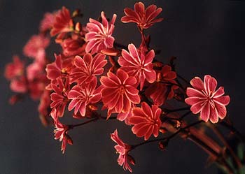 Siskiyou Lewisia