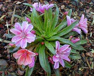 Little Plum Lewisia