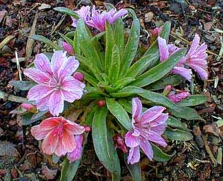 Little Plum Lewisia