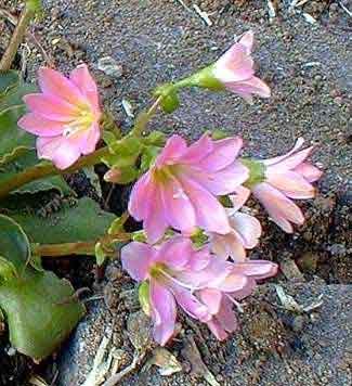 Pink Lewisia