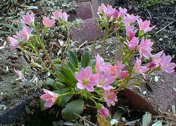 Pale Pink Lewisia