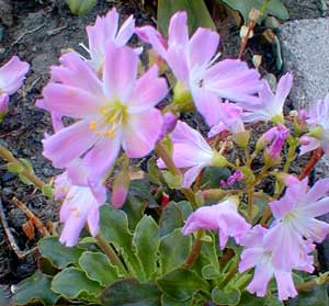 Howell's Lewisia