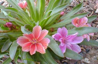 Little Plum Lewisia