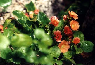 Rondo Lewisia