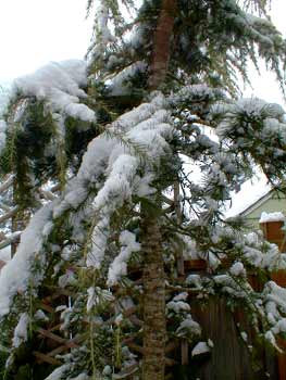 Cedar of Lebanon