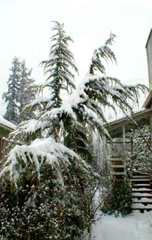 Cedar of Lebanon