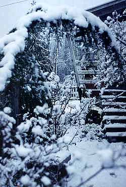 Snowy Cedar