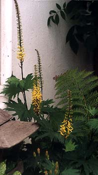 Ligularia