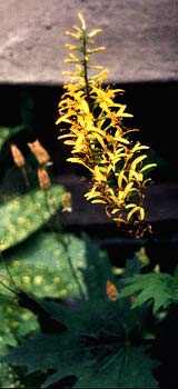 Ligularia