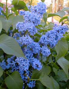 Blue Lilac