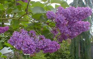 Lilac