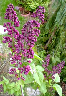 Lilac buds