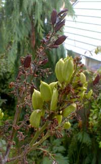 Lilac Seeds