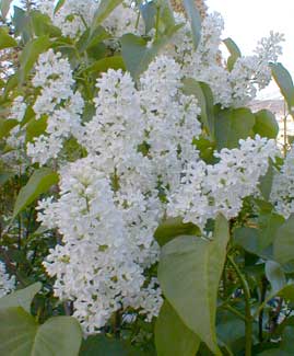 Lilac buds