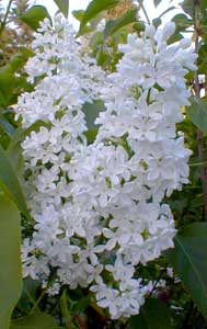 White Lilac