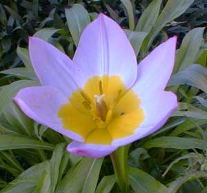 Lilac Wonder