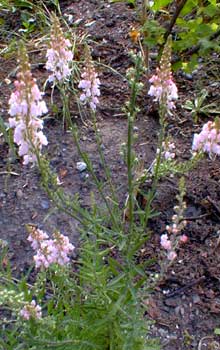 Toadflax