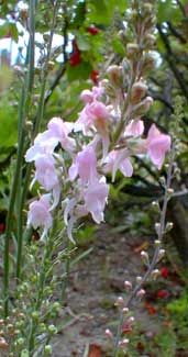 Toadflax