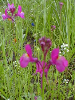 Pink Linaria