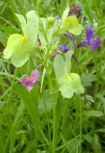 Yellow Linaria