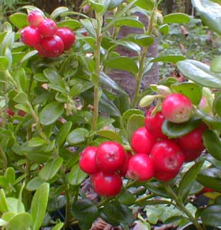 Balsgard Lingonberry